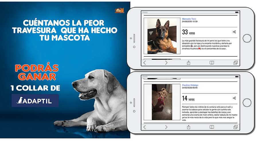 concurso de mascotas online de Universo Mascotas
