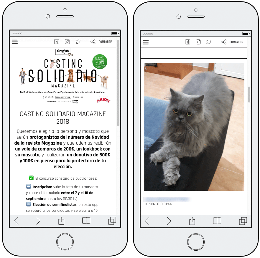 ejemplo de concurso de gatos solidario