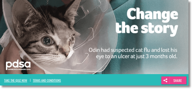 Banner announcing a quiz to learn more about cat flu. The title is "Change the Story" and the photo is a cat with only one eye.